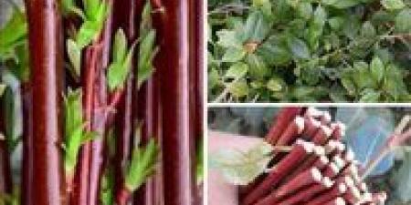 أستاذ ببحوث المخدرات: مخدر القات يسبب سرطان الفم والأمعاء