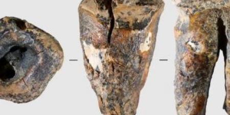 ضرس إنسان نياندرتال يكشف ممارسة طب الأسنان في سيبيريا قبل 60 ألف عام