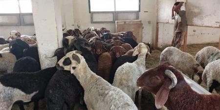 عضو بالأعلى للشؤون الإسلامية يحذر من نشر صور الأضاحي للتفاخر على السوشيال ميديا