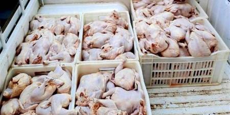 ضبط ٢ طن من الدواجن الفاسدة و٣ أطنان دقيق بلدي قبل بيعها بالأسواق بالإسماعيلية