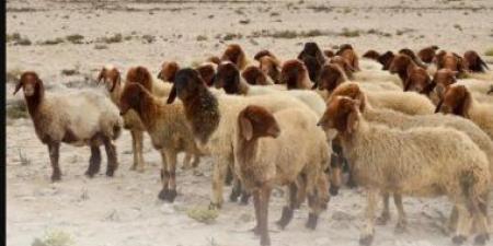 البيئة السعودية تؤكد أهمية ذبح الأضاحى داخل المسالخ لضمان سلامة اللحوم