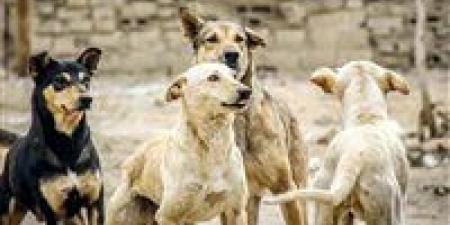 السجن المؤبد وغرامات بالملايين.. عقوبات رادعة لاستخدام الكلاب والحيوانات الخطرة في التعدي على المواطنين