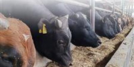 فرخة ولا أرنب؟.. أستاذ فقه يرد على الفتاوى غير الصحيحة بشأن الأضحية