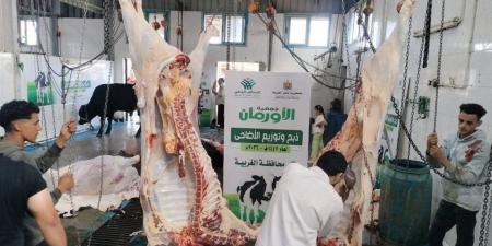 استعدادات لتوزيع لحوم 70 عجلًا على الأسر الأولى بالرعاية خلال عيد الأضحى بالغربية