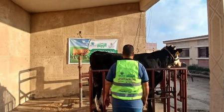 75 عجلًا بلديًا و50 ألف كيلو لحوم.. مبادرة كبرى لإدخال الفرحة على أهالي البحيرة