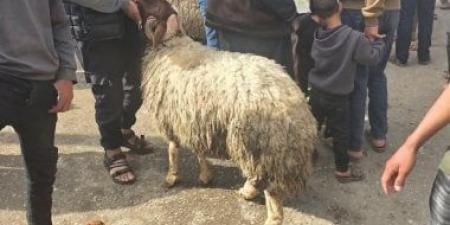 سعر خروف الأضحية في غزة يسجل أكثر من ربع مليون جنيه مصرى