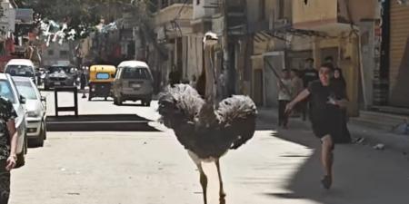 موقف طريف في شوارع الإسكندرية بعد هروب نعامة «فيديو»