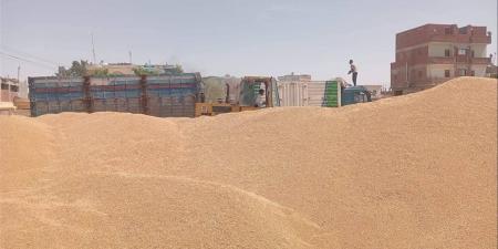 مطروح: توريد أكثر من 22 ألف طن قمح محلي منذ بدء الموسم