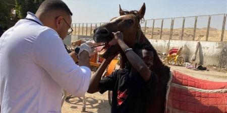 قافلة علاجية مجانية تعالج الجمال والخيول بمنطقة الأهرامات