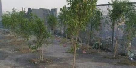 جامعة نجران تطلق خطة تشجير لزراعة 170 ألف شجرة خلال عام 2026