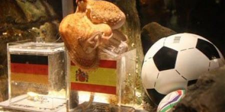 العرافة فى كأس العالم.. من الأخطبوط بول إلى قط روسيا وسلحفاة البرازيل