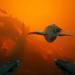 2 مليون نسخة في 12 ساعة.. بداية تاريخية لـ Subnautica 2