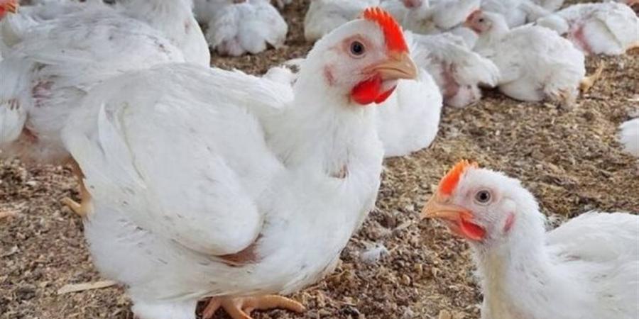 أسعار
      الدواجن
      والبيض
      والطيور
      في
      بورسعيد
      اليوم
      الأربعاء
      22
      أكتوبر