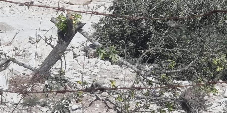 "الزيتون"
      يكشف
      "الوجه
      القبيح"
      للمستوطنين
      بالضفة
      الغربية