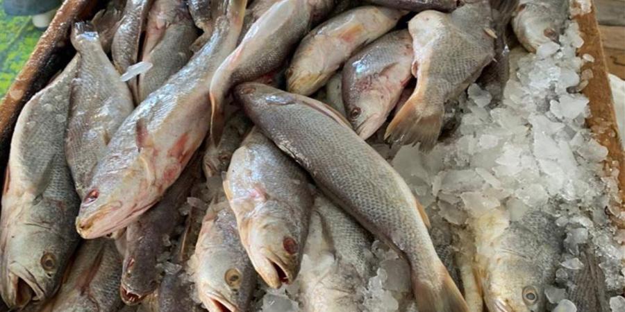 تعرف
      على
      أسعار
      الأسماك
      الطازجة
      بأسواق
      الوادي
      الجديد
      اليوم
      الأربعاء