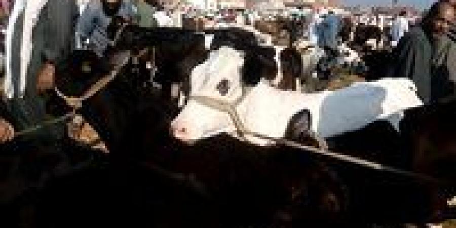 الزراعة:
      حملة
      تحصين
      421
      ألف
      رأس
      في
      3
      أيام
      لمكافحة
      الحمى
      القلاعية