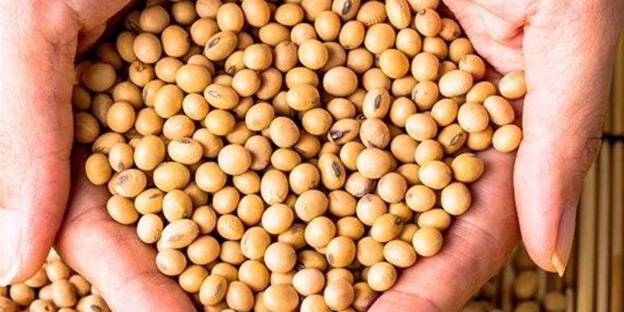 من
      بينها
      زراعة
      أكثر
      من
      1000
      فدان
      فول
      صويا..
      حصاد
      مشروعات
      بنك
      الطعام
      للتمكين
      الاقتصادي
      بالمنيا