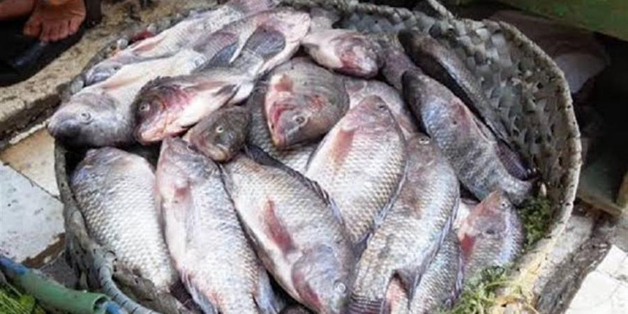 أسعار
      الأسماك
      والمأكولات
      البحرية
      اليوم
      الخميس
      في
      محافظة
      الدقهلية