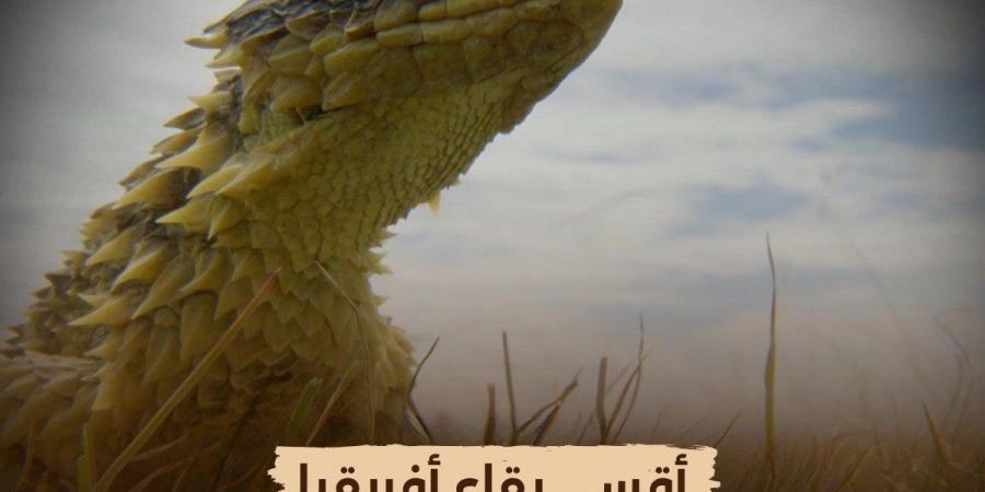 الليلة..
      سلسلة
      "أقسى
      بقاع
      إفريقيا"
      على
      "الوثائقية"