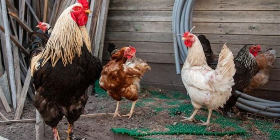 سعر الفراخ البيضاء في الأسواق المصرية اليوم الثلاثاء 4 نوفمبر 2025