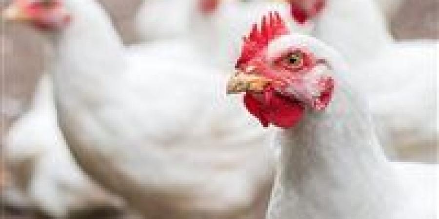 أسعار الدواجن اليوم الخميس 6 نوفمبر