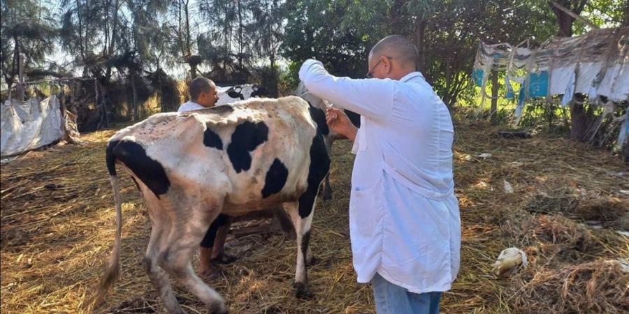 الزراعة: توفير جميع اللقاحات لإنجاح الحملة القومية للتحصين ضد مرضي الحمى القلاعية