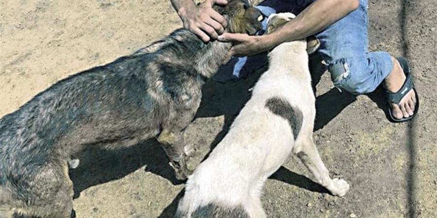 "بيطري الإسماعيلية" يواصل حملاته المكثفة لتحصين الكلاب ضد السعار