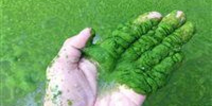 تونة من الطحالب: ابتكار نباتي يقترب من مذاق البحر بسلامة تامة