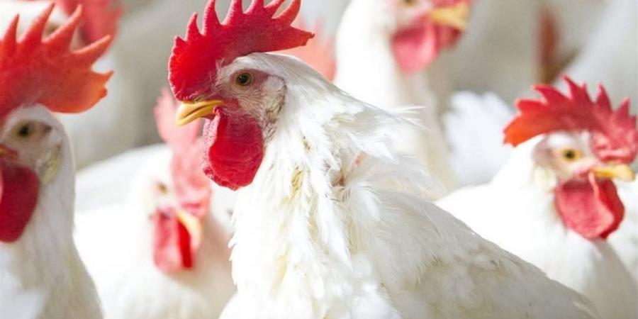 أسعار الدواجن والبيض اليوم في أسواق الوادي الجديد 17-11-2025