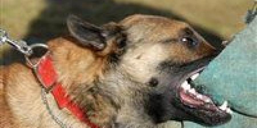 كلب ضال يعقر 5 أشخاص فى إحدى قرى منشأة القناطر بالجيزة