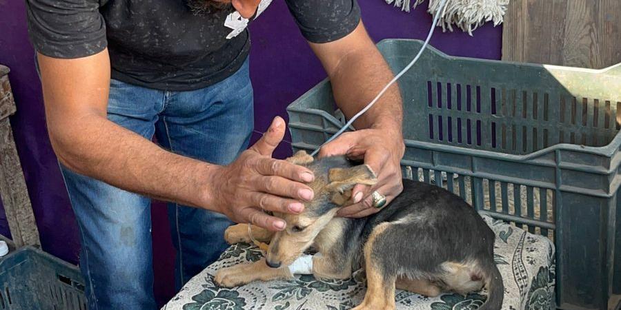 إنسانية بلا حدود .. شاب من كفرالشيخ ينقذ حياة كلبًا مريضًا من الموت