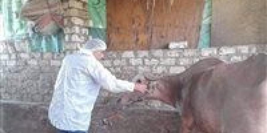 السلالة الجديدة على الأبواب.. ما هي الحمى القلاعية وأسبابها وطرق انتشارها وعلاجها؟