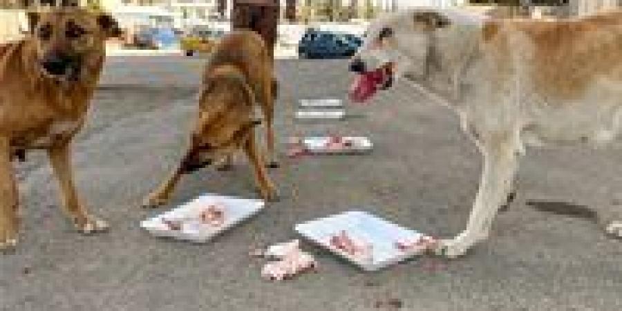 أول مأوى حكومي.. 22 معلومة عن أرض الكلاب الضالة (قرار رسمي)