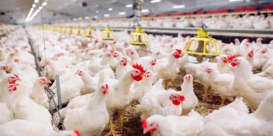 أسعار الدواجن اليوم الأحد 14 ديسمبر 2025