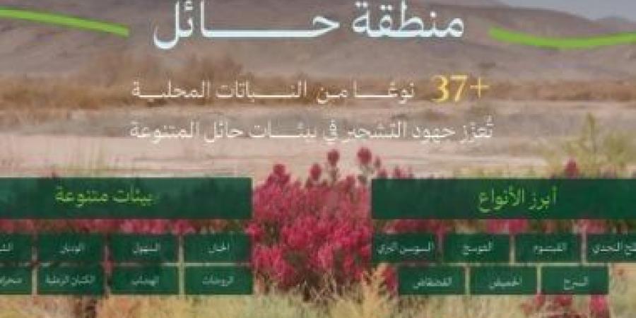 الوطنى للتشجير بالسعودية: الطلح والقيصوم أكثر النباتات المحلية انتشارًا فى حائل