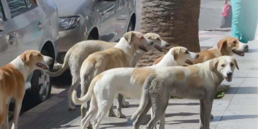 "العامة
      للإرشاد
      البيطري":
      تنفيذ
      خطة
      التعامل
      مع
      الكلاب
      الضالة
      على
      مستوى
      الجمهورية