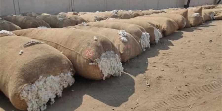 مديرية
      الزراعة
      بالمنوفية:
      توريد
      أكثر
      من
      27
      ألف
      كيس
      قطن
      في
      الموسم
      الحالي