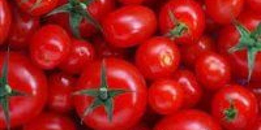 الطماطم
      بكام
      النهارده.....
      ارتفاع
      أسعار
      الطماطم
      في
      اسواق
      المنيا