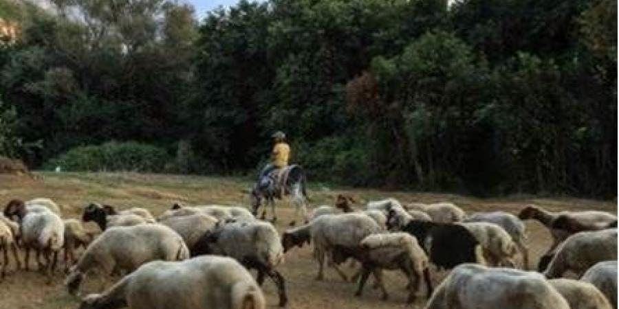 بعد
      ارتفاع
      الطلب
      عليها..
      هكذا
      أصبحت
      أسعار
      المواشي
      قبيل
      العيد