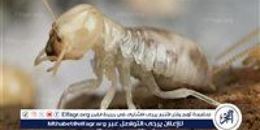 اكتشاف
      تاريخي..
      تفاصيل
      توصل
      عالم
      مصري
      لتقنية
      تزيل
      السموم
      بخمائر
      أمعاء
      النمل
      الأبيض