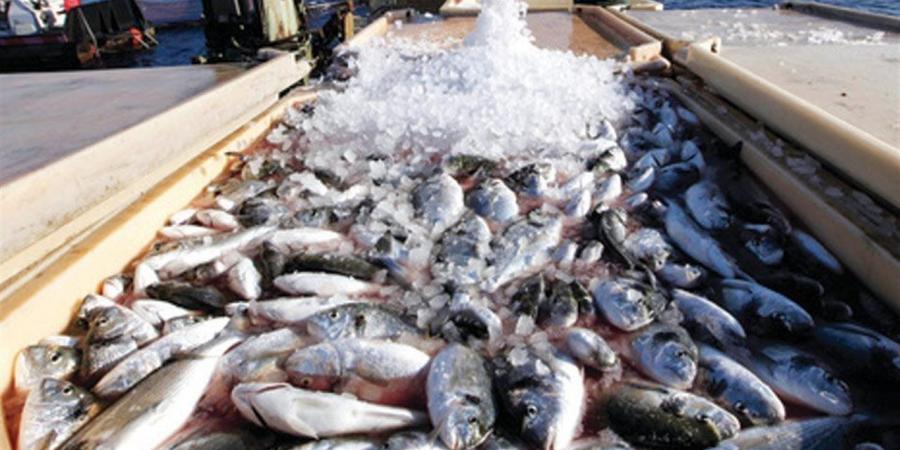 تعاون
      استراتيجي
      بين
      جهاز
      حماية
      البحيرات
      وجامعة
      القناة
      لتطوير
      قطاع
      الثروة
      السمكية