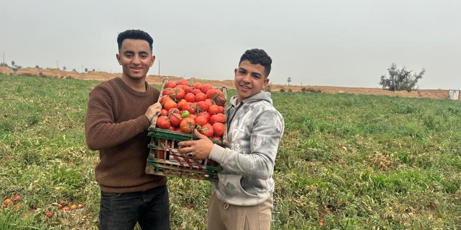 إنتاجية الفدان تصل إلى 15 طن .. أحد مزارعي الطماطم بالشرقية : بنسلمها للتاجر الكيلو بـ 15 جنيه