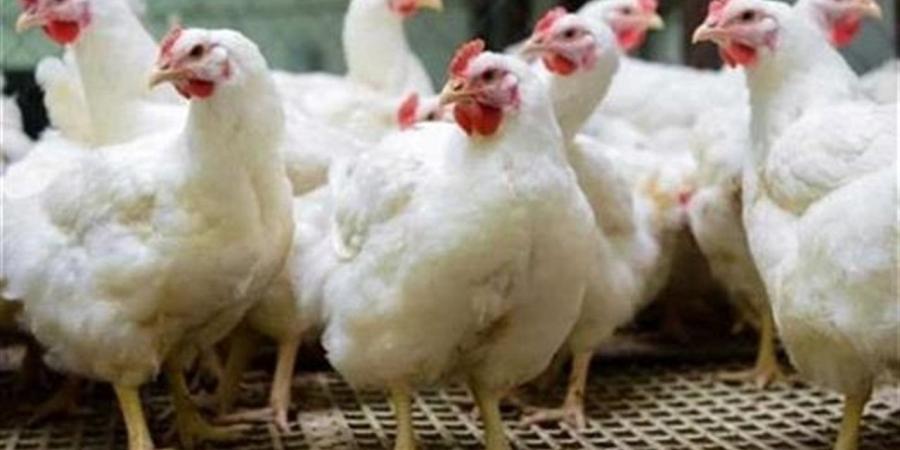 أسعار الفراخ البيضاء والساسو والبلدي في بورصة الدواجن اليوم