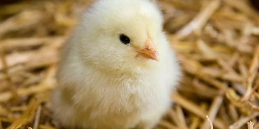 أسعار البط والكتاكيت اليوم الخميس 2 أبريل 2026 بالغربية