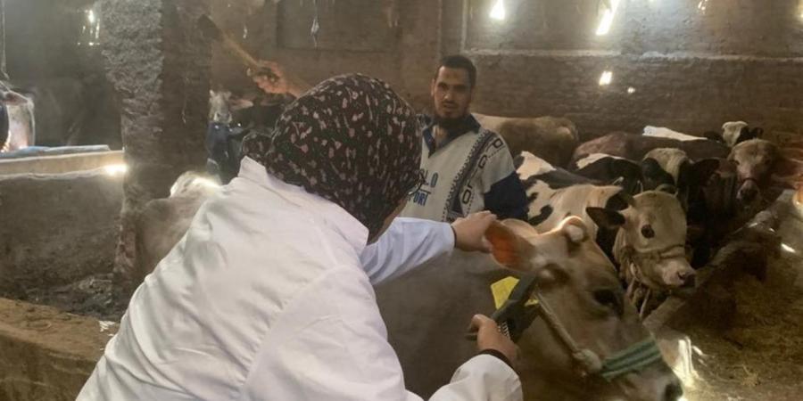 حملات تحصين مكثفة ضد مرضي الجلد العقدي للأبقار وجدري الأغنام