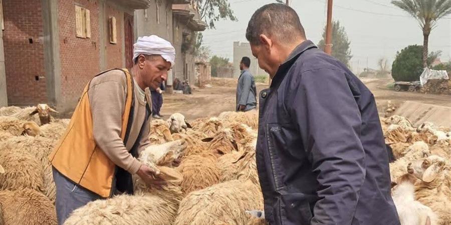 قوافل بيطرية مجانية تجوب مراكز المحمودية والرحمانية بالبحيرة