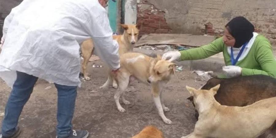 حملات ميدانية لتحصين كلاب الشوارع ضد السعار في القليوبية