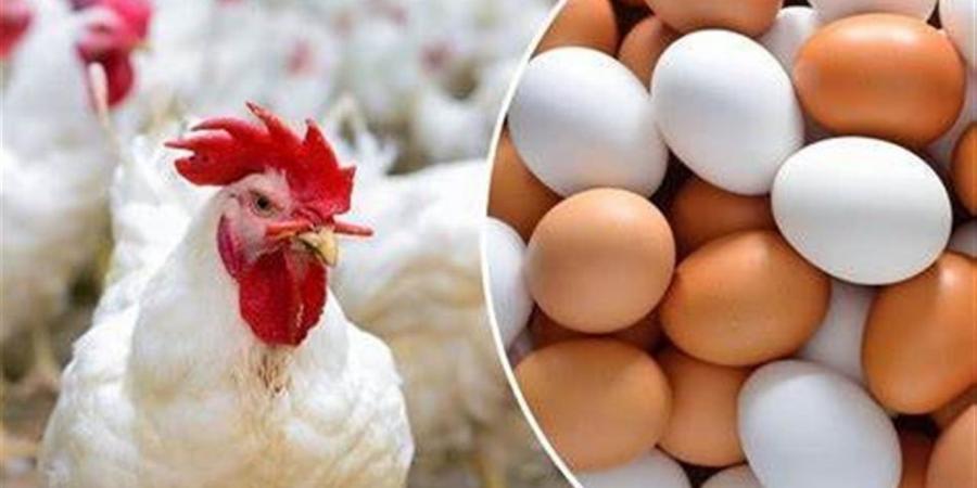 تحديث أسعار الفراخ والبيض في مصر اليوم السبت للمستهلك والتاجر