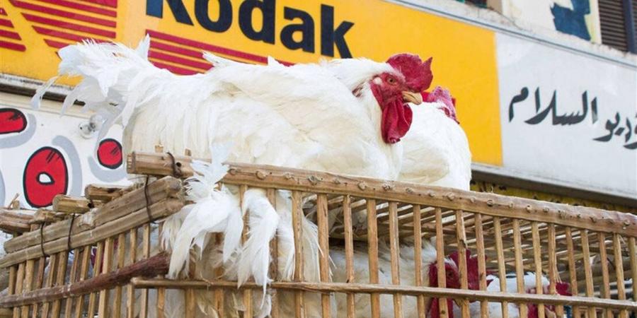 أسعار الفراخ في الأسواق اليوم السبت (البيضاء والساسو والبلدي)