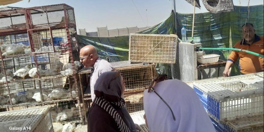 حملة مكثفة على أسواق الخير بالشروق.. ضبط لحوم فاسدة وتشديد على الالتزام بالأسعار